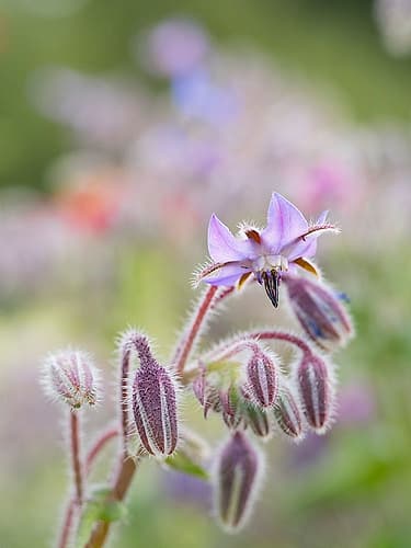 Usa-Washington State. Snoqualmie Valley-backlit Borage close-up Art Print